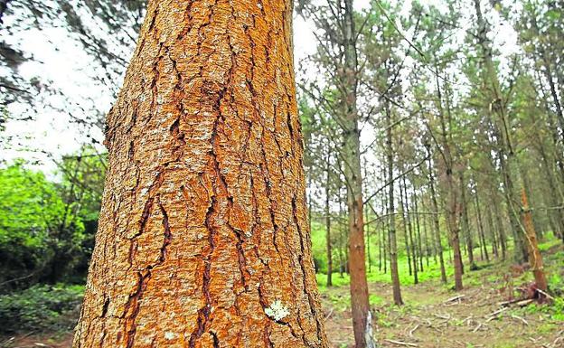 La 'peste del pino' se cuela en el presupuesto de la Diputación