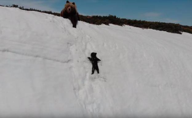 UN OSO, UN VIRUS Y UN DRON