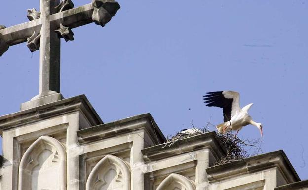 Expertos debatirán en Vitoria sobre el impacto del urbanismo en las aves