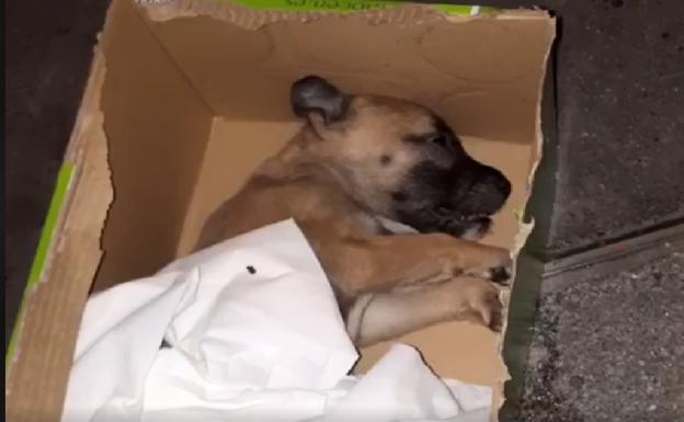 La Policía investiga la muerte en Bilbao de un cachorro «lanzado» desde un balcón