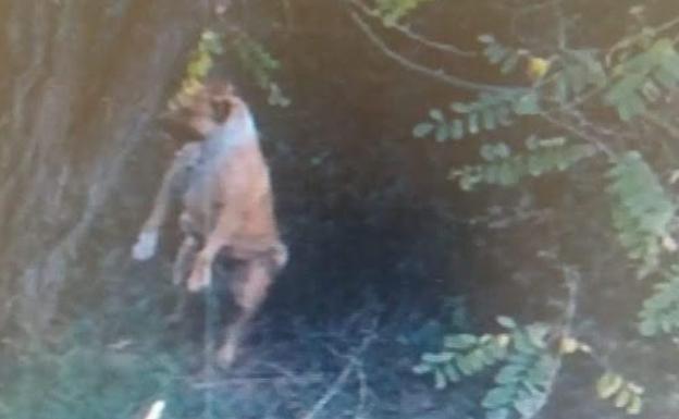 Piden colaboración para localizar al individuo que ahorcó a su perra en Abanto