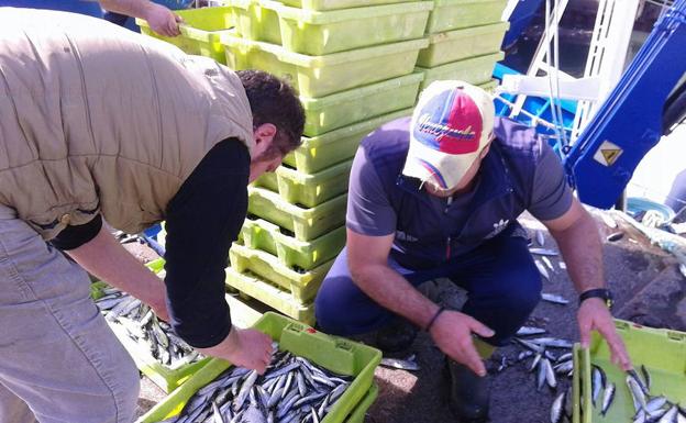 La anchoa en el Golfo de Vizcaya atraviesa su mejor momento
