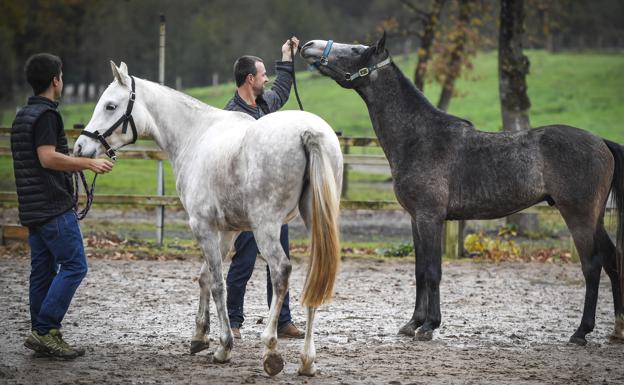 Caballos árabes 'made in Euskadi' en Amorebieta