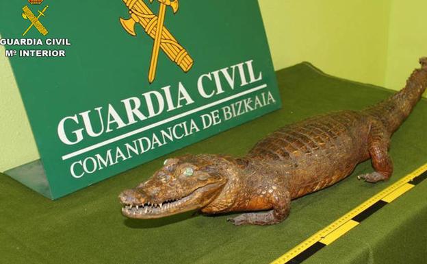 Patas de elefante, caimanes disecados... 15 investigados en Bizkaia por traficar con fauna protegida