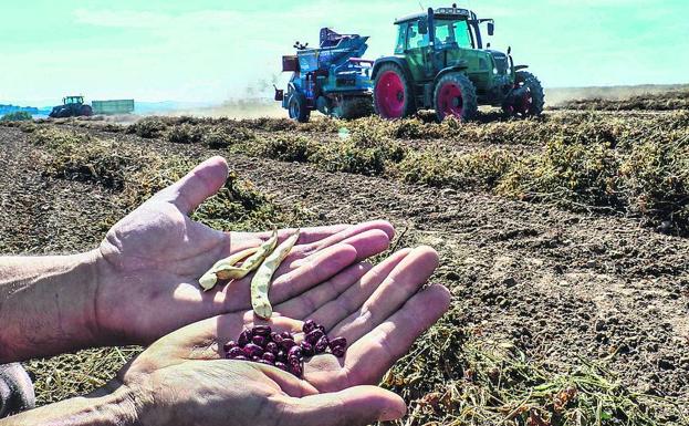 Legumbres, la semilla del despegue rural alavés