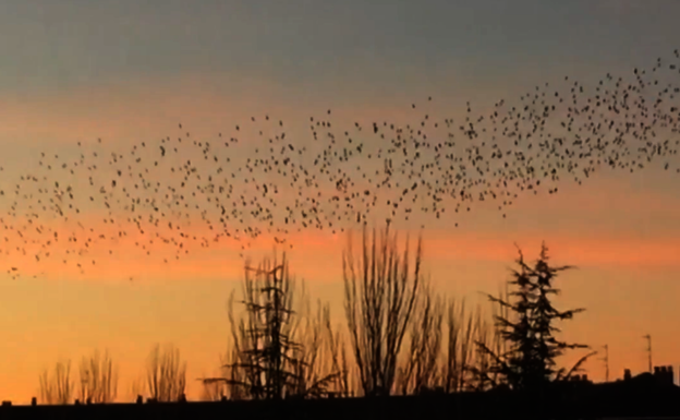Los estorninos bailan sobre Vitoria