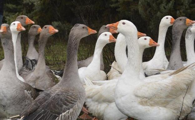 Fin a la batalla del foie gras