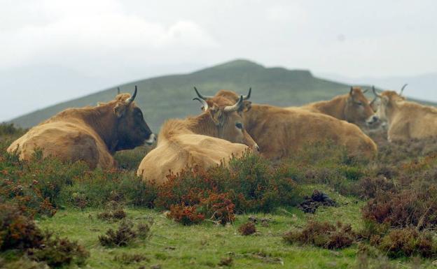 Orozko obliga a los ganaderos a avisar cuando los toros salgan a los montes