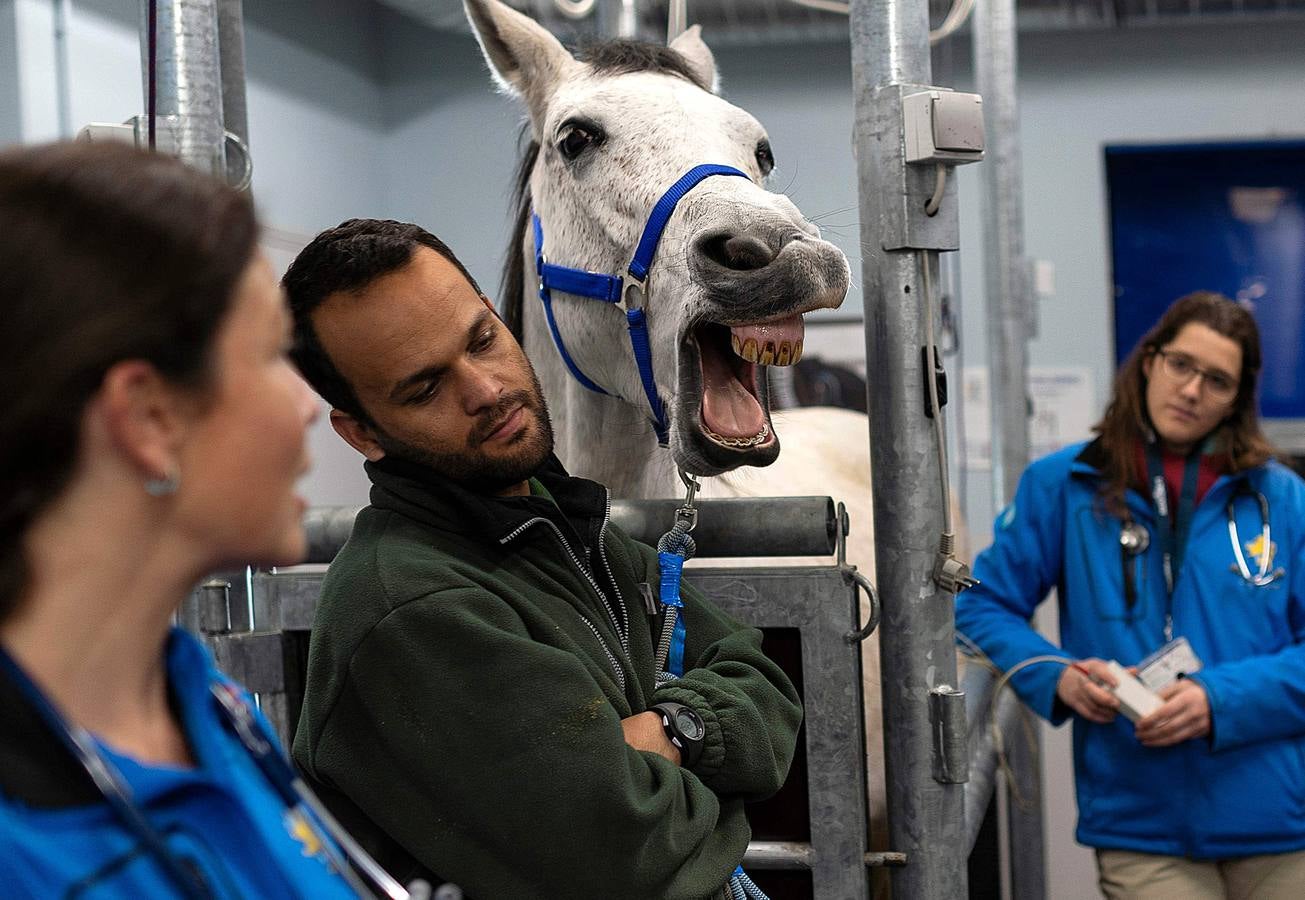 Hospital para caballos