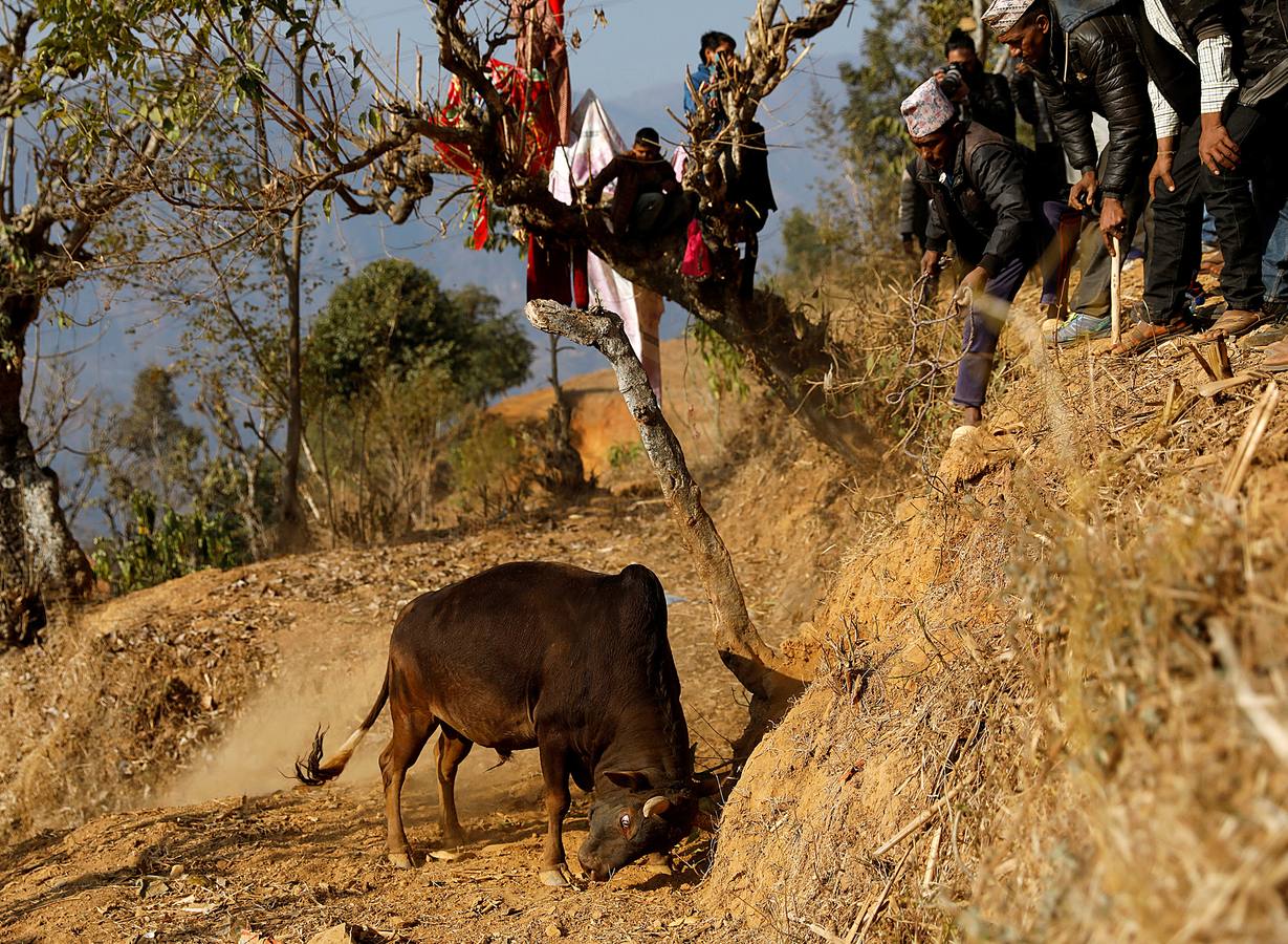 Toros en el Himalaya