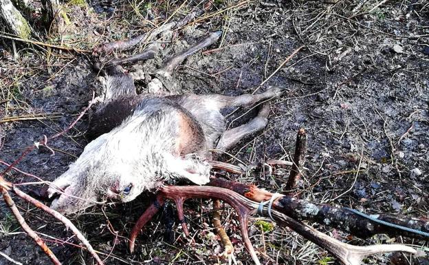 La cruel caza de un ciervo en Álava