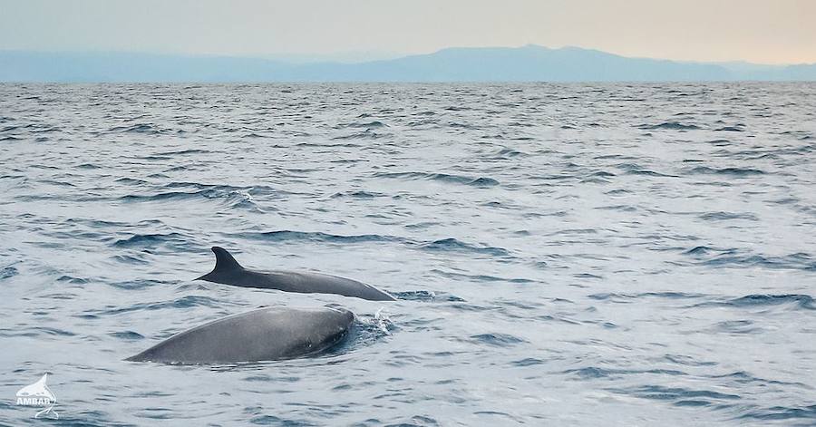 La costa vasca, zona de paso y de muerte para cetáceos