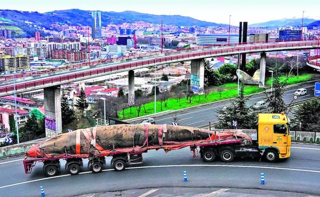 Más de 20 especies de cetáceos se dejan ver en las aguas del Golfo de Vizcaya