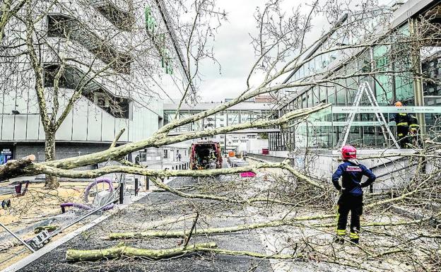 Vitoria cambiará cuatro árboles de la plazuela de El Corte Inglés para evitar su caída