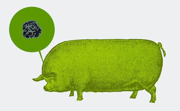 Camino Soria (pero vayan pronto)