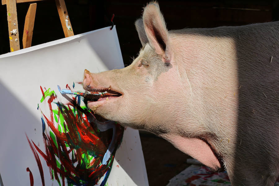 'Pigcasso' y otros pintores muy animales