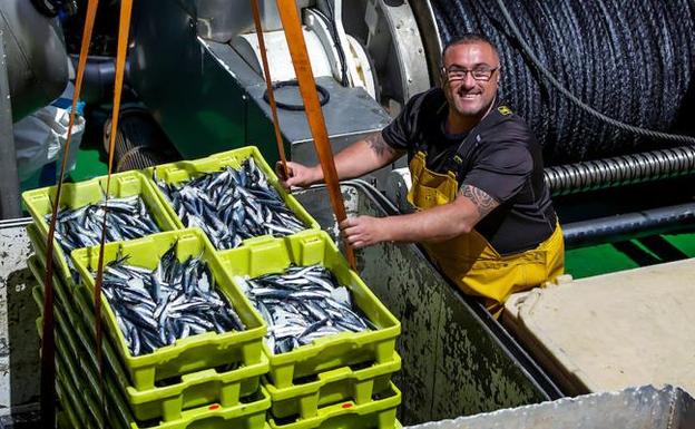 La anchoa resiste el cambio climático