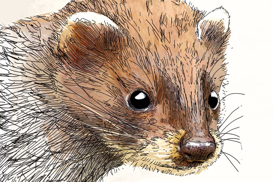 Principales especies amenazadas e invasoras en Euskadi