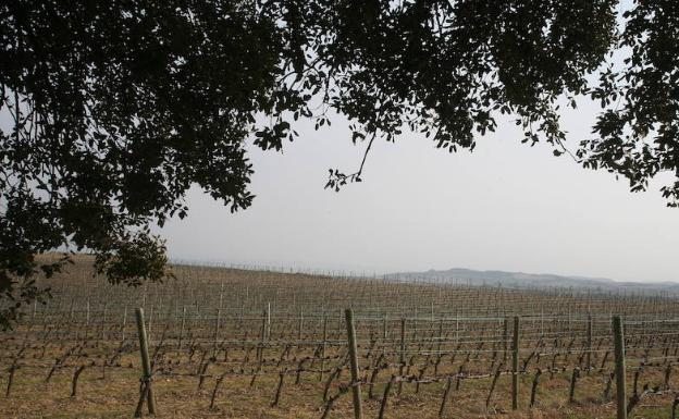 La Ruta del Vino de Rioja Alavesa, pregonera de San Prudencio