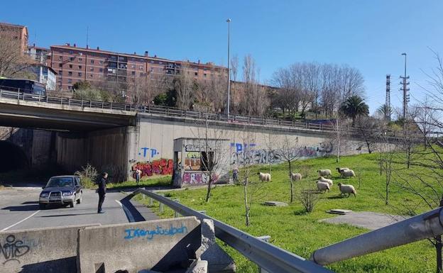 Una docena de ovejas pasa la noche en el antiguo túnel de Altos Hornos en Sestao