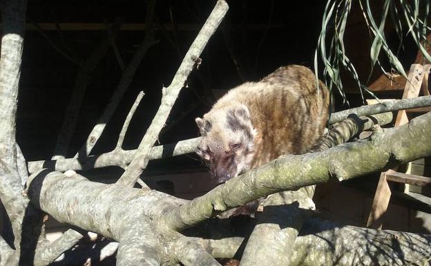 El Karpin acoge a Rufus, un coatí de cola anillada