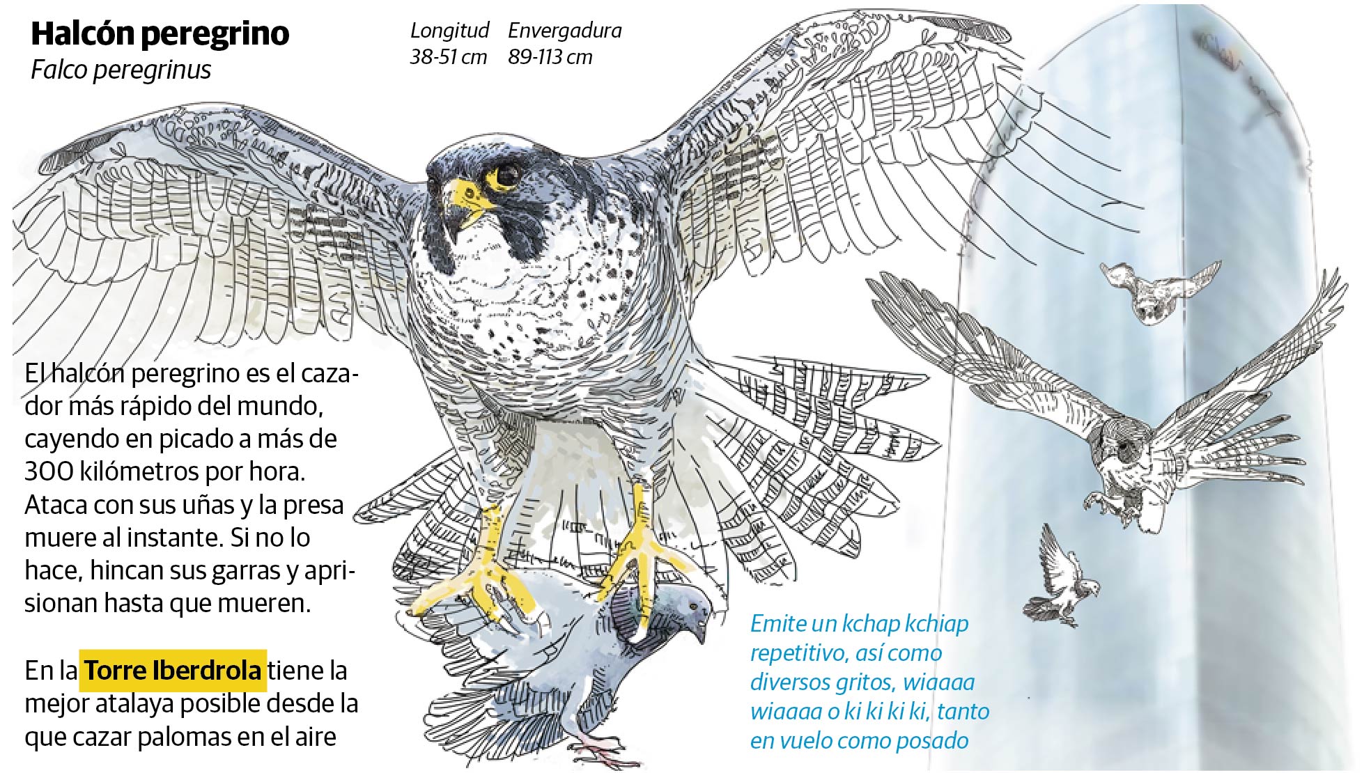 Bilbao, nido de rapaces en parques y torres