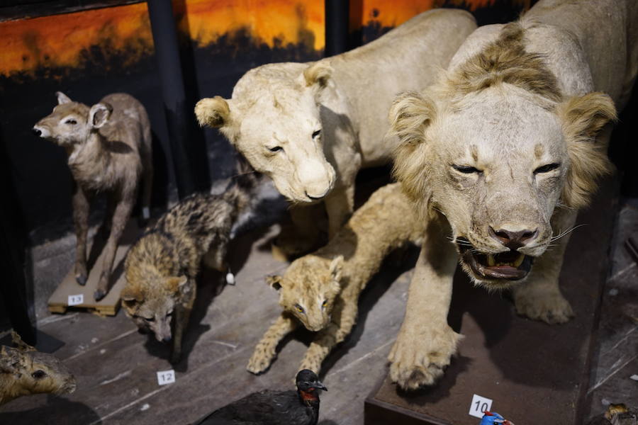 Descubre las especies del Museo de Ciencias Naturales de Bizkaia