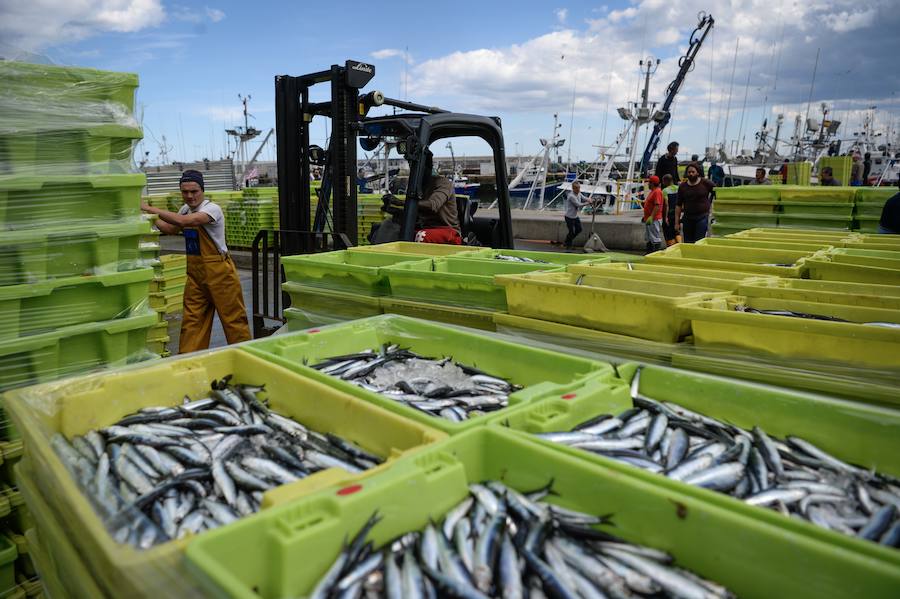 La anchoa llega a mares a los puertos