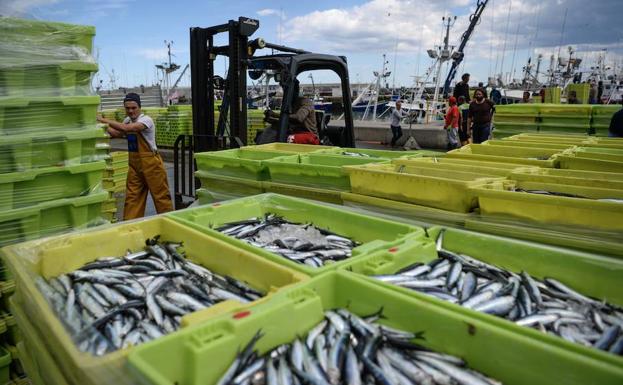 La anchoa llega a mares a los puertos