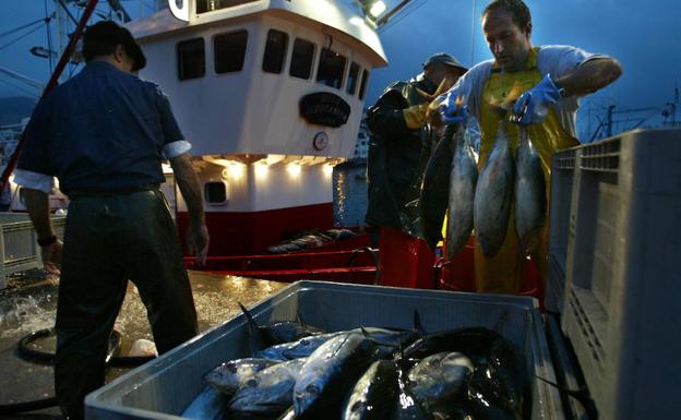 El bonito del norte se desplaza hacia aguas polares por el cambio climático