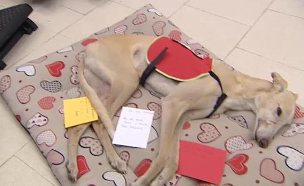 Una pionera terapia con perros para ayudar a los enfermos de ELA