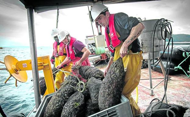 Los primeros mejillones cultivados en la costa de Bizkaia llegan al consumidor