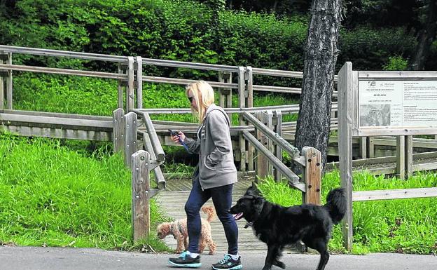 Erandio lleva diecinueve años sin actualizar el censo de perros