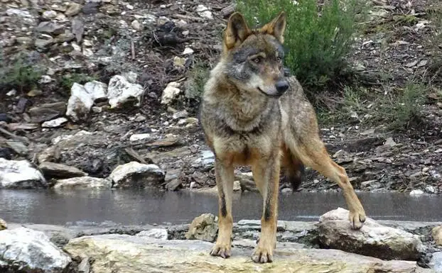 Visitas guiadas para localizar al lobo, un nuevo atractivo turístico | El  Correo