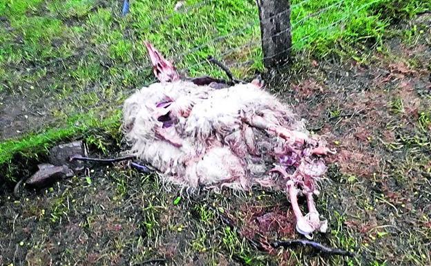 Perros asilvestrados causan la mitad de los ataques que sufre el ganado en Bizkaia