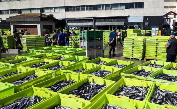 Las pescaderías no pueden absorber las 7.000 toneladas de anchoas descargadas en los puertos