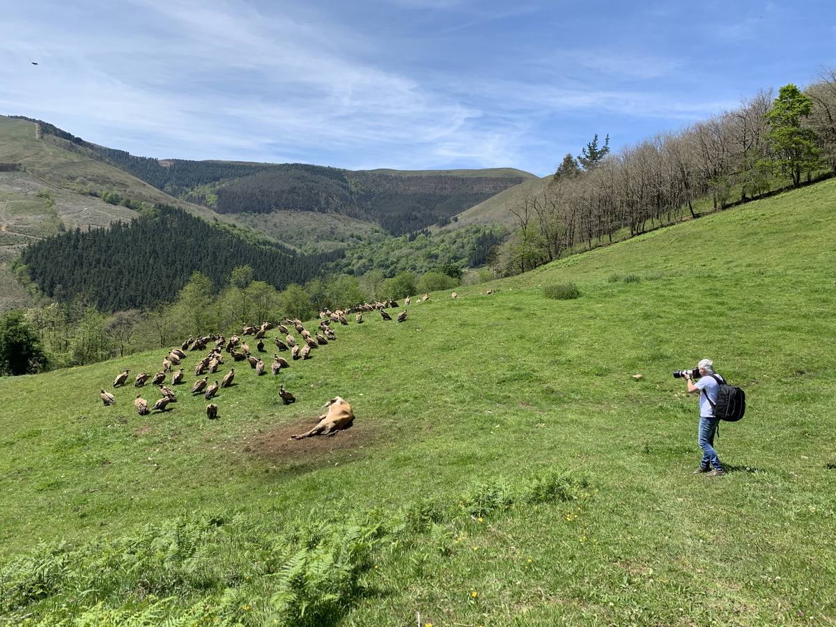 Buitres leonados devoran los restos de una vaca en Cabuérniga (Cantabria)