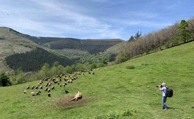 El salvaje espectáculo de los buitres leonados en los montes cántabros