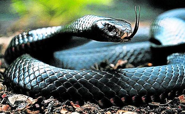 Las serpientes matan o incapacitan a 500.000 personas al año