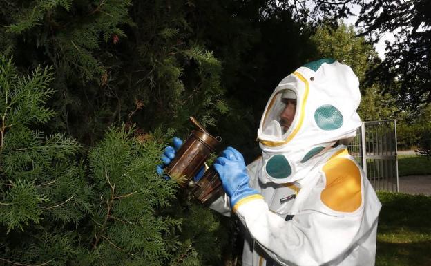 Abejas y avispas multiplican el trabajo de los Bomberos de Vitoria