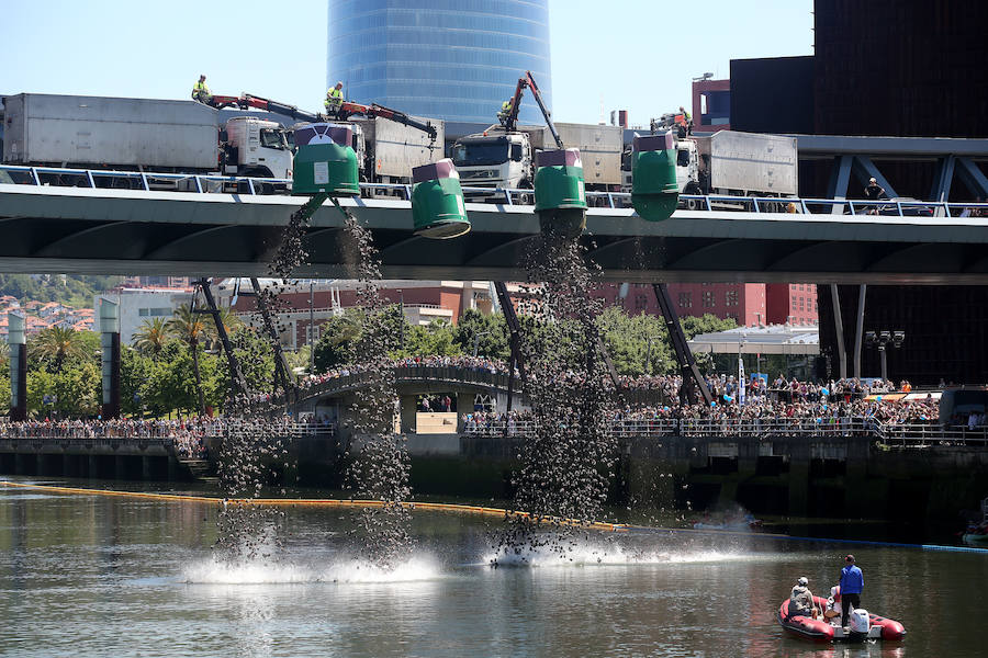 Las piñas toman el relevo a los patos por la ría