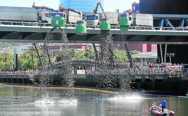 18.000 piñas de pino compiten en la ría