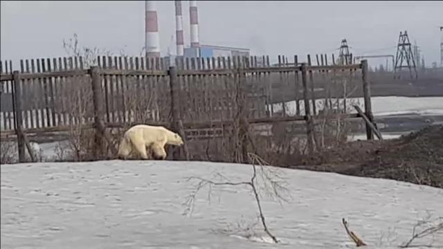 Una osa polar recorre cientos de kilómetros en Siberia buscando comida