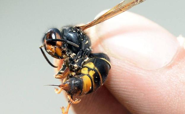 Los nidos de avispas asiáticas acaparan en Vitoria la mayoría de las salidas de los bomberos