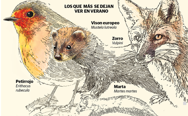 Turistas de otro plumaje en Álava