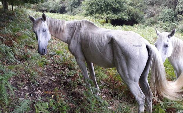 Los abogados alaveses estudian cómo responder ante el maltrato animal