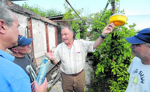 Vecinos de Getxo capturan 150 reinas de avispa asiática