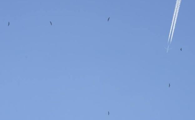 Buitres y aviones en el cielo de Boroa, un problema para el aeropuerto de Loiu