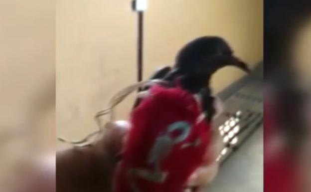 Una paloma mensajera, el último método utilizado en una cárcel de Brasil para introducir droga