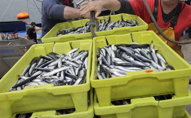 Antxoaren biomasa 190.000 tonakoa dela iragarri du AZTI zentro teknologikoak